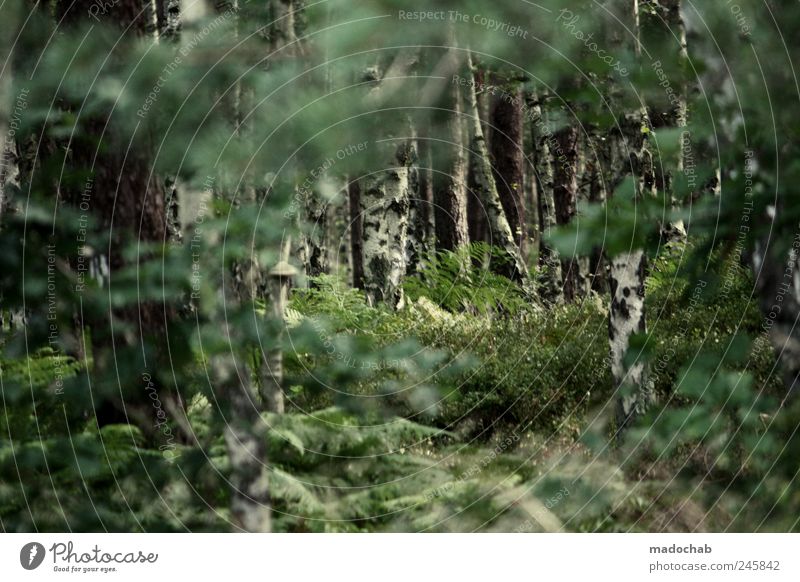 Dreams tell the truth Environment Nature Landscape Tree Forest Loneliness Freedom Ease Birch tree Birch wood Fairy tale Enchanted forest Jinxed Marvelous Green