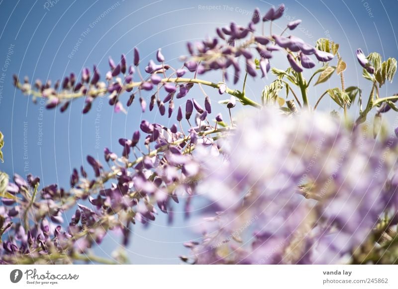 Wisteria Lane Environment Nature Plant Sky Beautiful weather Leaf Blossom Glyzinia Fabaceae Creeper Poisonous plant Colour photo Exterior shot Deserted Sunlight