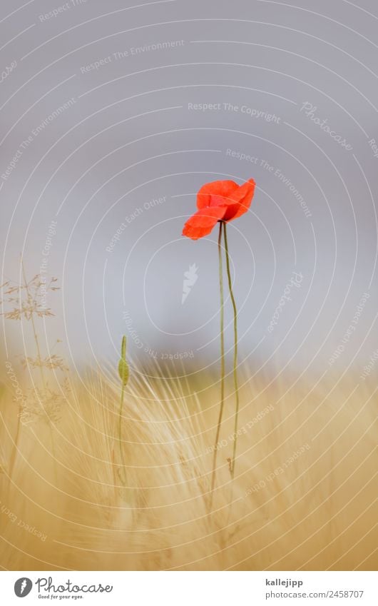 so´n summer Environment Nature Landscape Plant Animal Sky Horizon Summer Climate Weather Beautiful weather Warmth Grass Leaf Blossom Agricultural crop Field