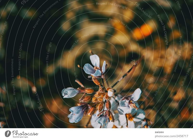 Small white flowers in the orange light of sunset Beautiful Summer Garden Nature Plant Spring Autumn Flower Leaf Blossom Park Dark Natural Wild Yellow Green