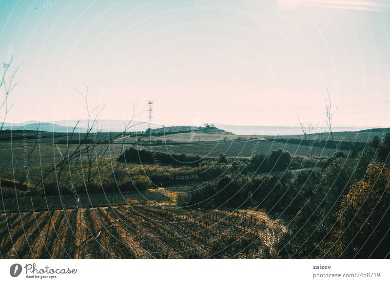 Cloudless landscape with vineyard fields throughout the image Vacation & Travel Tourism Sun Mountain Garden Environment Nature Landscape Plant Autumn Tree Leaf