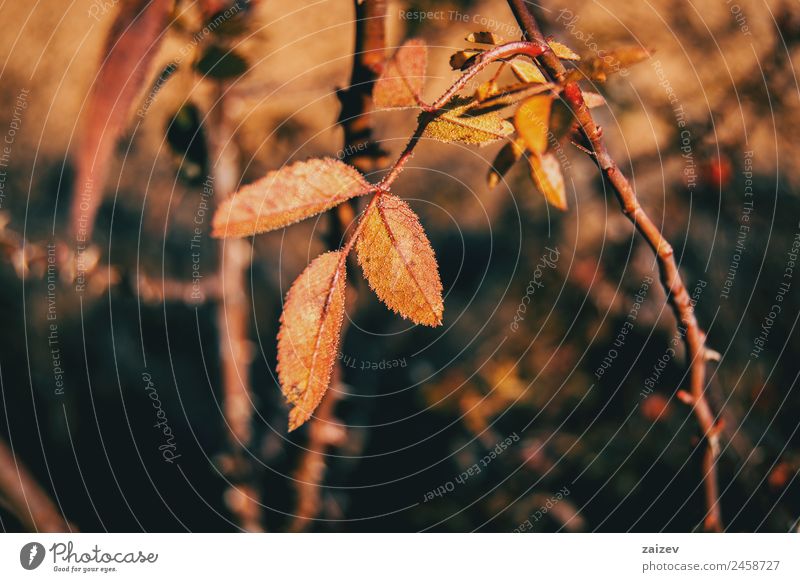 Red and orange leaves of rubiginosa rose in autumn in the nature Design Winter Art Environment Nature Plant Autumn Tree Bushes Leaf Foliage plant