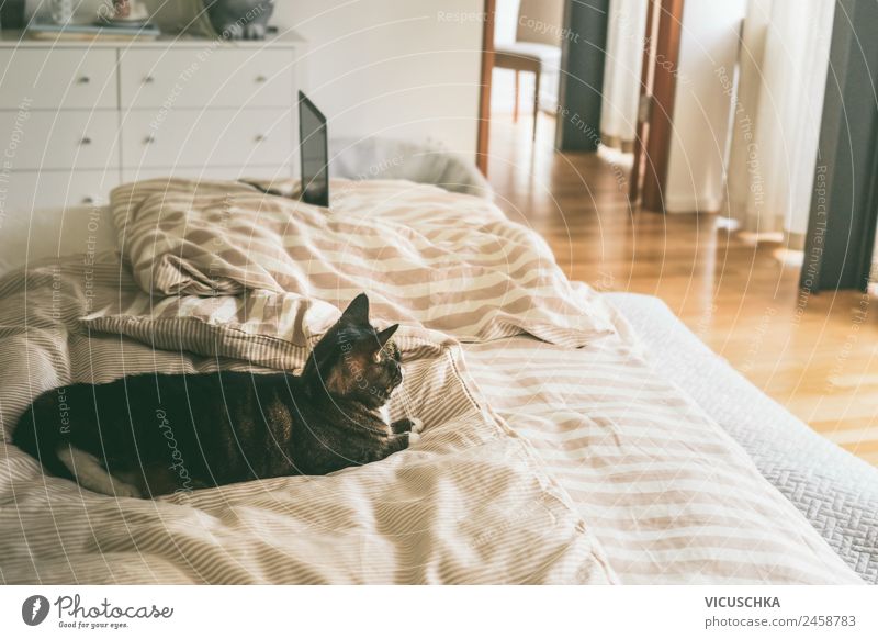 Cat in bed in bedroom Lifestyle Living or residing Flat (apartment) House (Residential Structure) Bed Bedroom Animal Pet Design Colour photo Interior shot