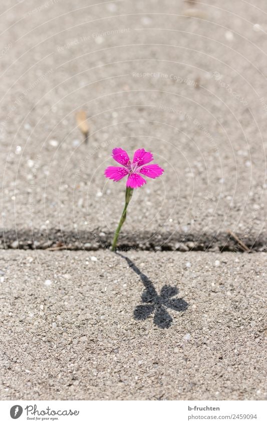 mauerBLÜMCHEN Plant Flower Blossom Park Stone Concrete Happiness Uniqueness Clean Violet Pink Loneliness Life Joie de vivre (Vitality) Ease Street