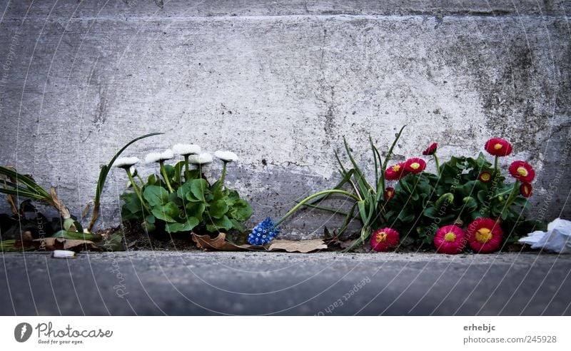 Graces in the concrete jungle Elegant Beautiful Freedom Nature Plant Earth Spring Bad weather Flower Leaf Blossom Wild plant Deserted Ruin Street Crossroads