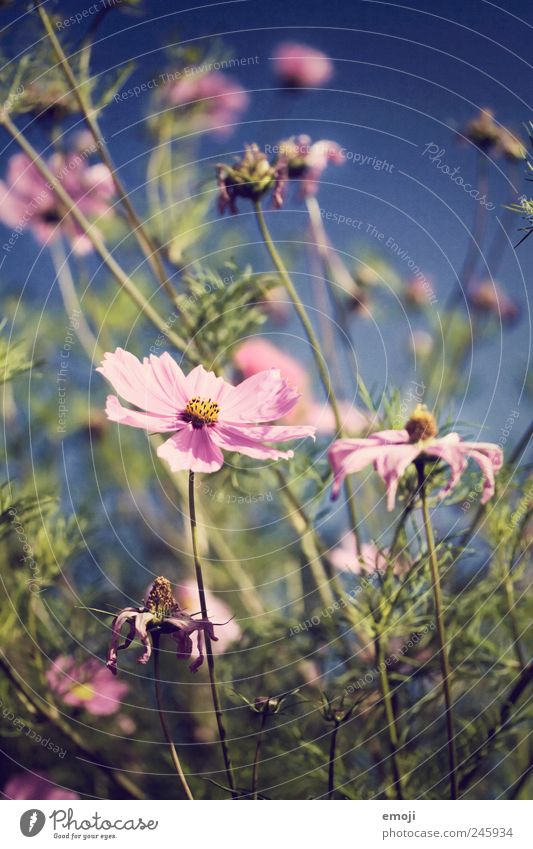 Carmen Nature Plant Summer Beautiful weather Flower Garden Meadow Fragrance Blue Pink Worm's-eye view Blossom leave Petaloid Stalk Colour photo Exterior shot