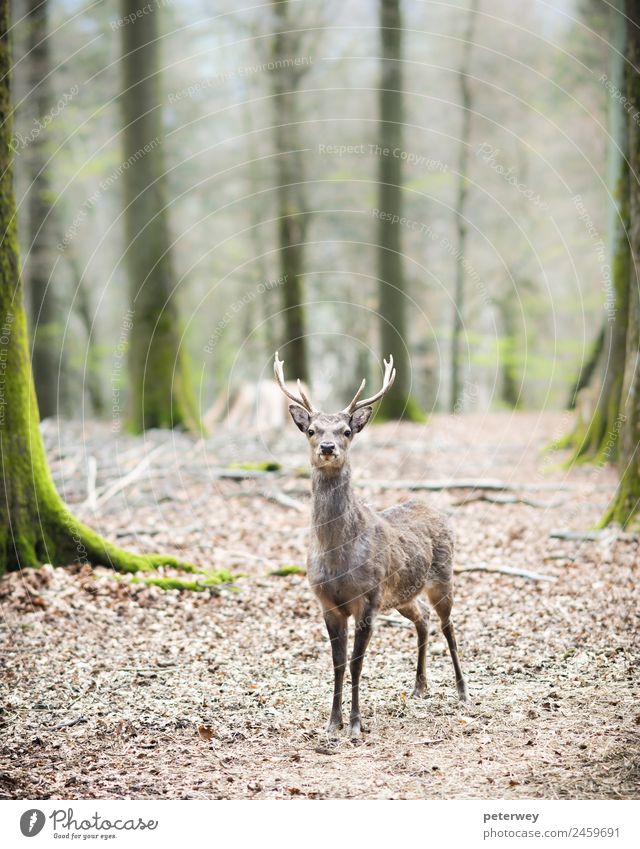 young male sika deer (lat. cervus nippon) Nature Forest Animal 1 Stand Brown antlers cute dof dreamy head low Maldives mammal shy Single standing Wild wildlife