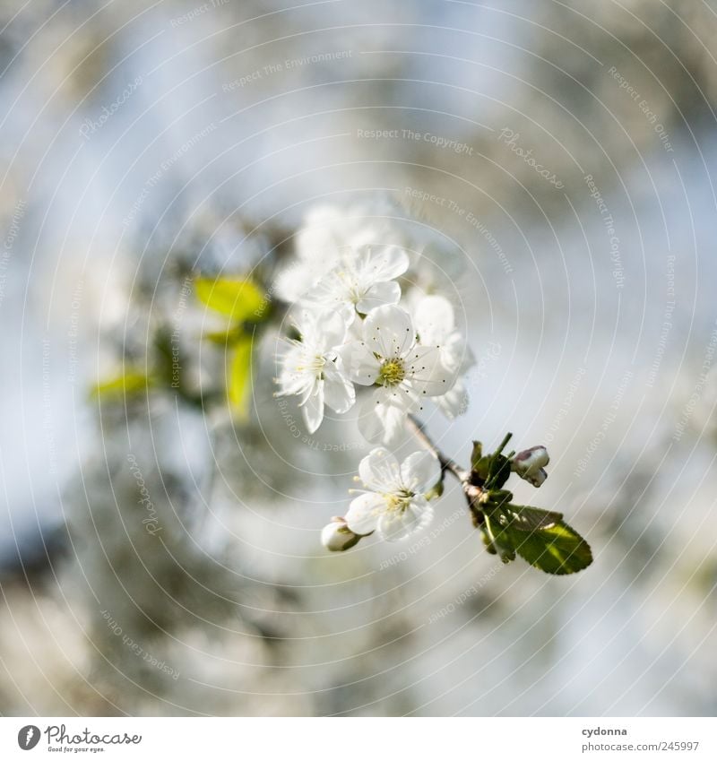 delicate blossoms Environment Nature Spring Plant Tree Blossom Garden Esthetic Uniqueness Discover Expectation Freedom Happy Idyll Life Curiosity Calm Beautiful