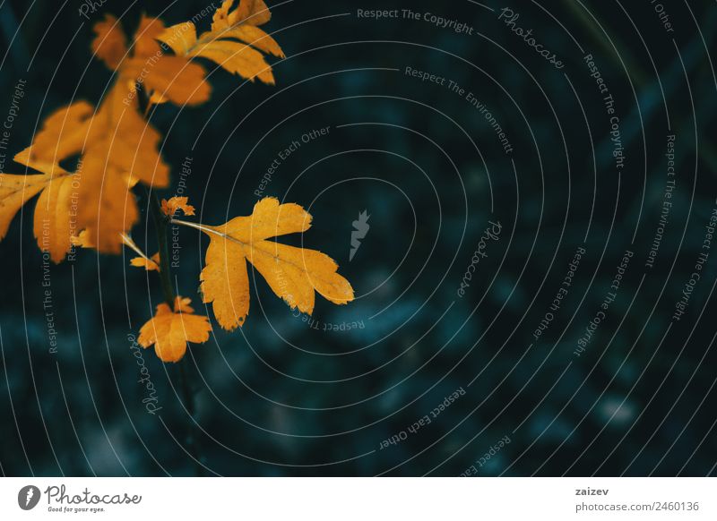 Close-up of an orange leaf of crataegus monogyna on a background and dark environment Beautiful Summer Garden Environment Nature Plant Autumn Leaf Foliage plant