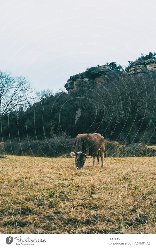 Close-up of a cow eating in the meadow on a cloudy day Eating Beautiful Mountain Nature Landscape Plant Animal Clouds Grass Garden Park Meadow Field Farm animal