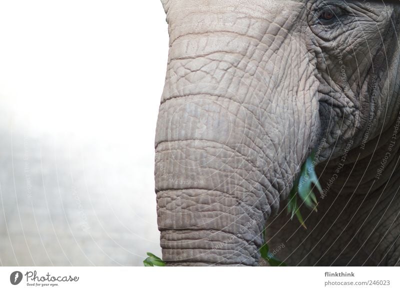 meal Animal Wild animal Zoo Elephant Elephant skin elephant's trunk Trunk Nose 1 To feed Feeding Wrinkle Colour photo Copy Space left Evening Looking Downward