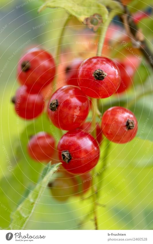 Red Currant Food Fruit Organic produce Summer Plant Agricultural crop Garden Fresh Juicy Blossom Redcurrant bush Growth Harvest Berry bushes Berries