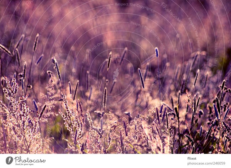 purple summer Landscape Summer Beautiful weather Bushes Field Contentment Optimism Dream Colour photo Exterior shot Copy Space top Day Twilight Back-light