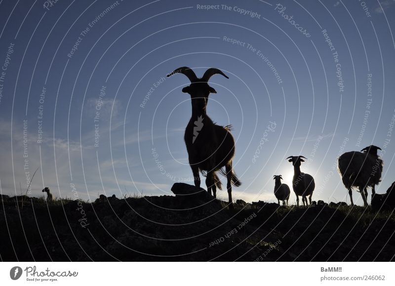 we're here!! Animal Summer Steppe Mongolia Farm animal Goats Sheep 1 Group of animals Hiking Pride Colour photo Subdued colour Exterior shot Deserted