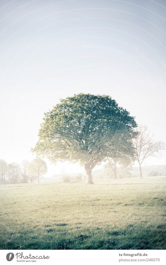 Crown of Creation Environment Nature Landscape Plant Earth Air Summer Weather Fog Tree Grass Park Meadow Field Fresh Natural Green Morning fog Dew Dawn Dusk