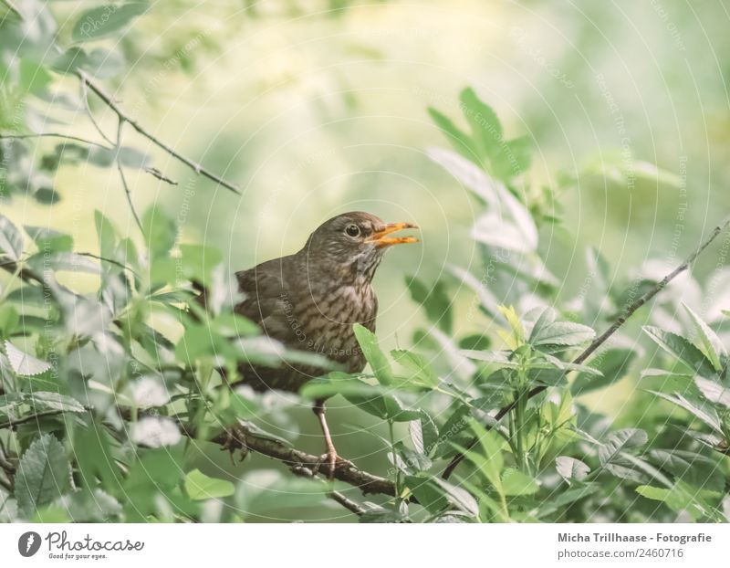 singing blackbird Nature Animal Sun Sunlight Beautiful weather Tree Leaf Wild animal Bird Animal face Wing Claw Blackbird Beak Eyes Feather 1 Communicate