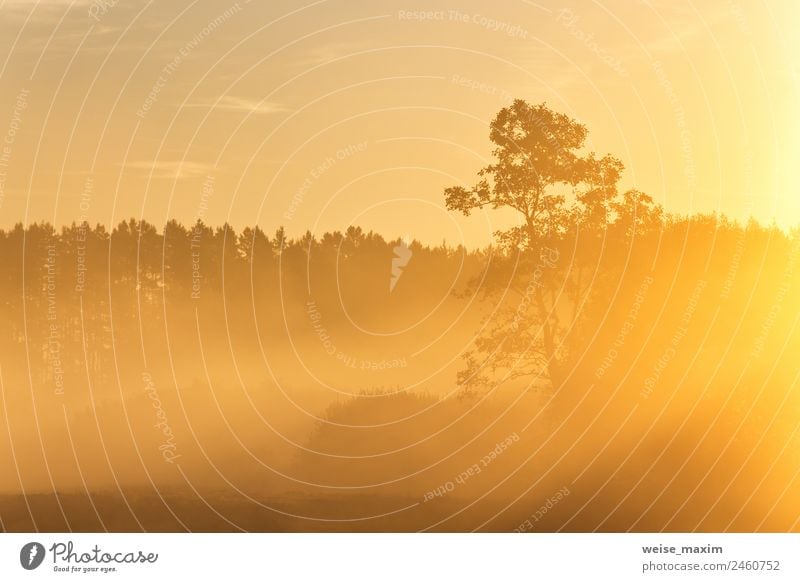 Pine silhouette in sunrise morning misty light Vacation & Travel Summer Sun Nature Landscape Sky Clouds Sunrise Sunset Sunlight Autumn Climate Beautiful weather