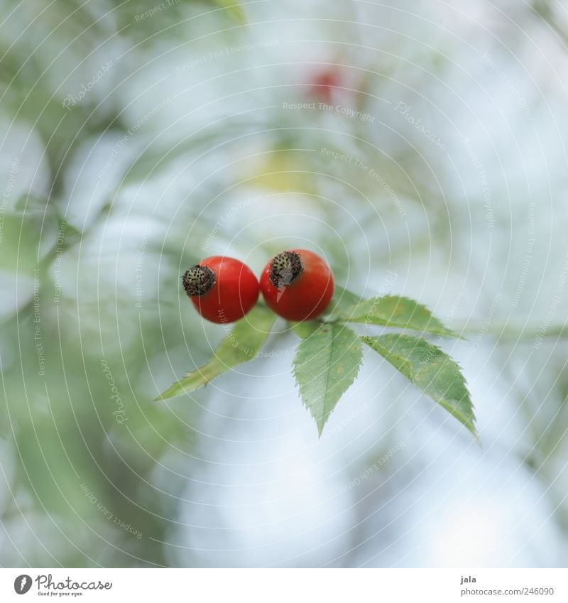 rose hips Environment Nature Plant Bushes Leaf Blossom Foliage plant Agricultural crop Rose hip Natural Colour photo Exterior shot Deserted Day