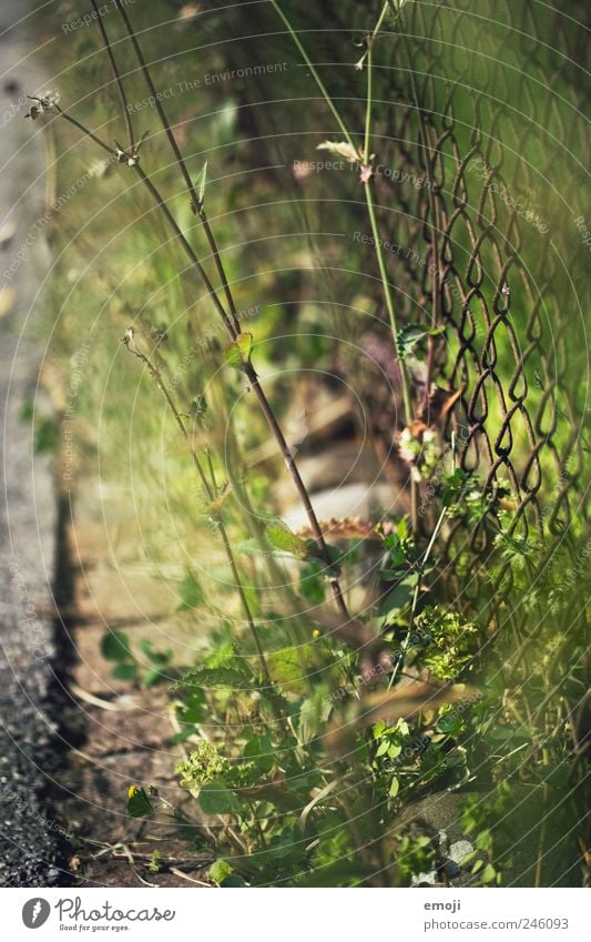 On the side of the road Nature Earth Beautiful weather Plant Grass Foliage plant Garden Park Natural Green Lanes & trails Wayside Asphalt Wire netting fence