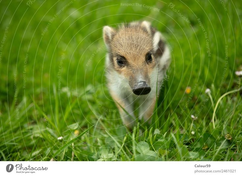 newbie Beautiful Baby Nature Animal Spring Grass Meadow Wild animal 1 Baby animal To enjoy Small Cute Brown Green White Happiness Boar youthful Young boar