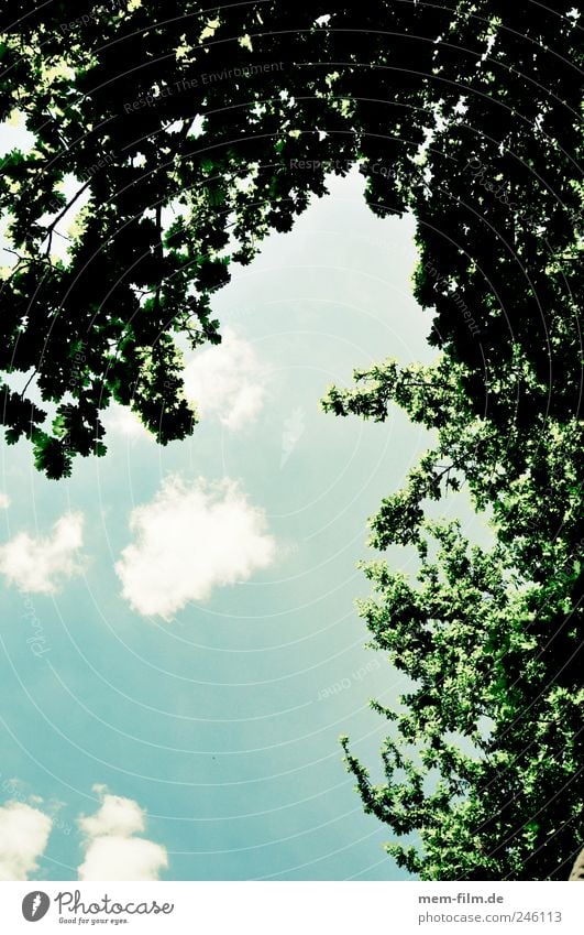 View upwards Above trees Leaf canopy Clouds Blue Green Optimism Hope relaxation Meditation