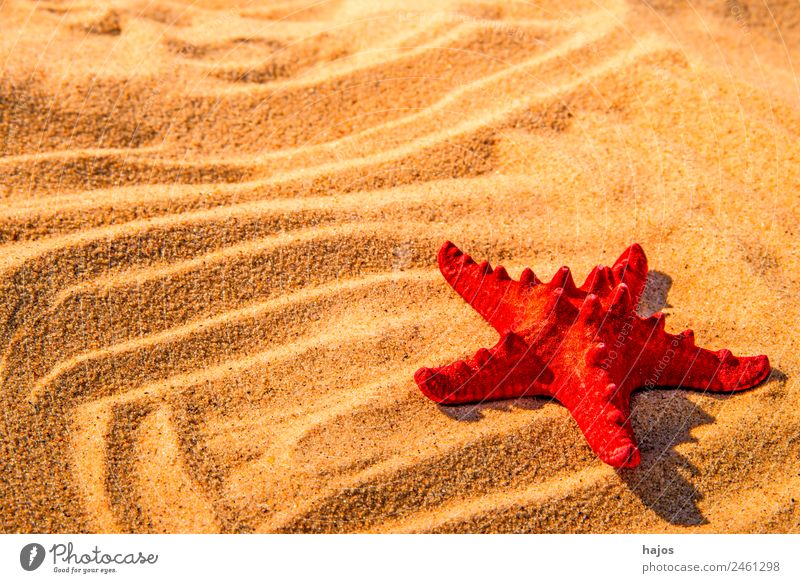 Starfish on a beach Vacation & Travel Summer Beach Sand Animal Tourism Red Maritime Sandy beach Line Summer vacation Tropical Sunbeam Travel photography