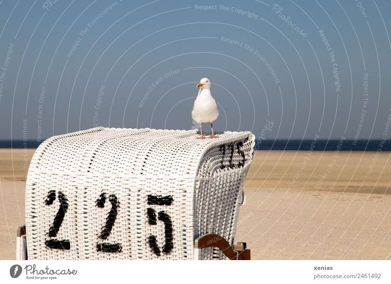 a seagull sits on beach chair number 225 in front of a blue sky Beach chair Seagull Vacation & Travel Summer Summer vacation Ocean Nature Landscape Sky