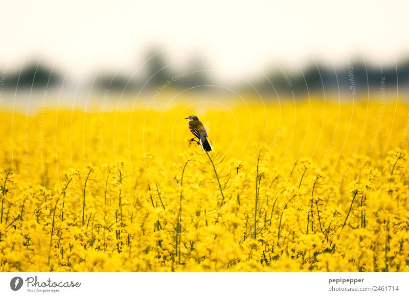 rapsfeld Nature Landscape Plant Spring Canola field Field Animal Wild animal Bird 1 Observe Yellow Colour photo Exterior shot Animal portrait