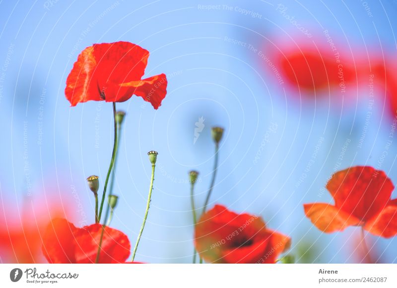 poppy I Plant Cloudless sky Flower Poppy Corn poppy Blossoming Illuminate Beautiful Blue Red Happy Euphoria Addiction Dream Colour photo Exterior shot Deserted