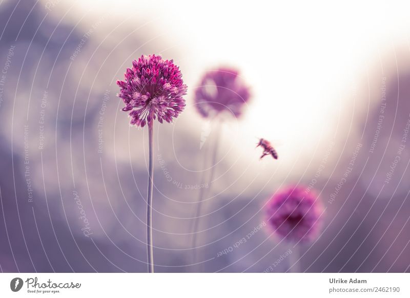 Small ornamental garlic ( Allium ) against the light of nature Design Nature Plant Animal Spring Summer Tree Blossom Leek Garden Park Bee Flying Glittering