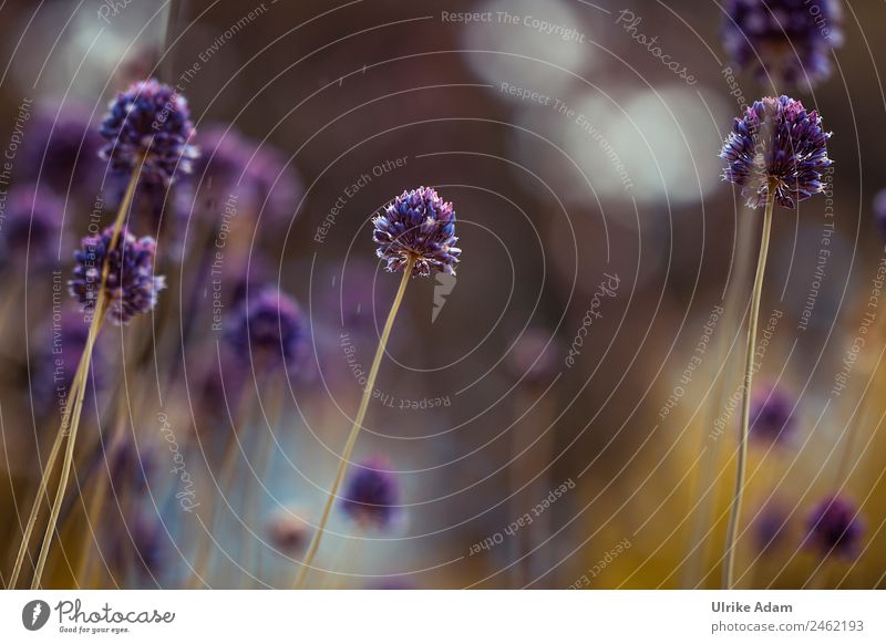 Round leek ( Allium rotundum) - Nature Design Beautiful Wellness Life Harmonious Well-being Contentment Relaxation Calm Meditation Spa Wallpaper Funeral service