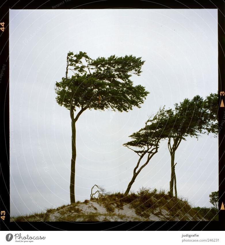 western beach Environment Nature Landscape Plant Sand Tree Grass Coast Baltic Sea Beach dune Darss Western Beach Natural Wild Wind cripple Colour photo