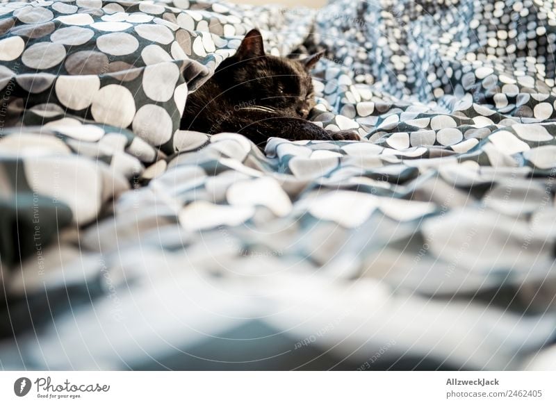 Black cat lies in bed Bed Bedclothes Duvet Blanket Cat Domestic cat Sleep Cozy Pet Deserted Calm Relaxation Break Restful Point Spotted Fatigue sluggish