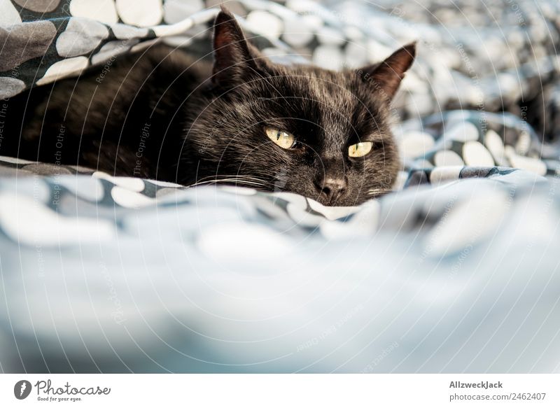 Black cat lies in bed Bed Bedclothes Duvet Blanket Cat Domestic cat Sleep Cozy Pet Deserted Calm Relaxation Break Restful Point Spotted Observe