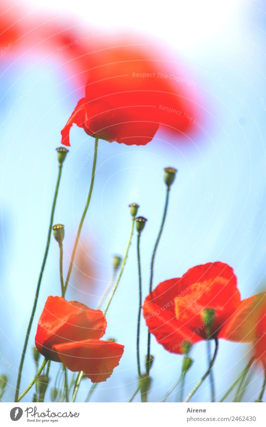 poppy III Plant Sky Flower Poppy Corn poppy Blossoming Illuminate Dream Esthetic Beautiful Blue Red Happy Euphoria Addiction Colour photo Exterior shot Deserted