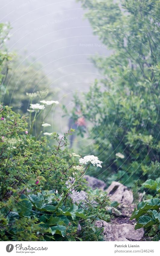 Middle-earth Environment Nature Landscape Plant Elements Climate Weather Bad weather Wind Fog Tree Flower Virgin forest Hill Rock Mountain Wet Wild Moody