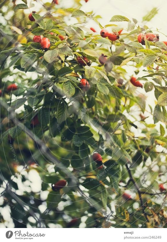 Rosehips III Plant Tree Bushes Natural Green Red Rose hip Colour photo Exterior shot Pattern Structures and shapes Deserted Day Shallow depth of field