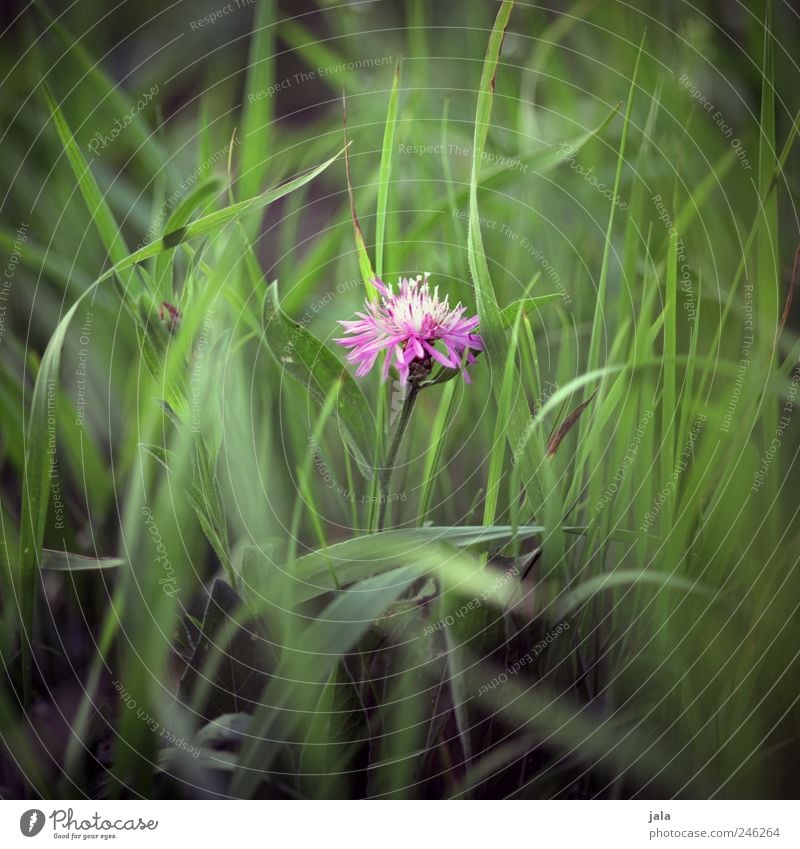 florence pink Environment Nature Plant Flower Grass Leaf Blossom Wild plant Meadow Esthetic Beautiful Green Pink Colour photo Exterior shot Deserted Day