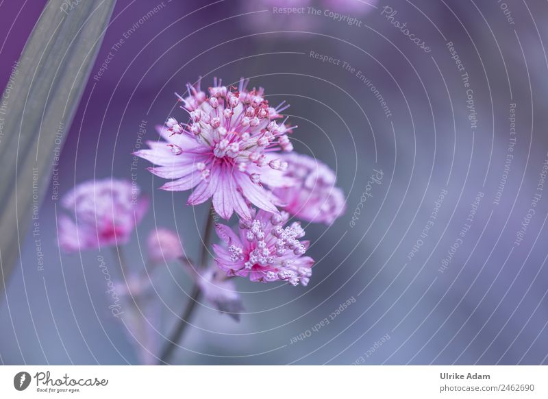 Flower of the Star Condolas (Astrantia) Elegant Style Design Decoration Wallpaper Nature Plant Summer Blossom Garden Park Fresh Beautiful Positive Pink