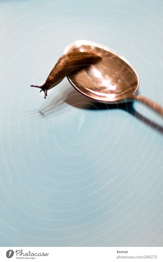 Snail-Batman Cutlery Spoon Animal Wild animal Slug Feeler 1 Sit Sticky Curiosity Colour photo Subdued colour Interior shot Close-up Evening Artificial light