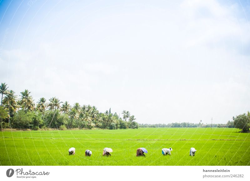 rice women Work and employment Gardening Agriculture Forestry 6 Human being Landscape Sky Rice Field Diligent Endurance Modest Thrifty Effort Harvest Woman