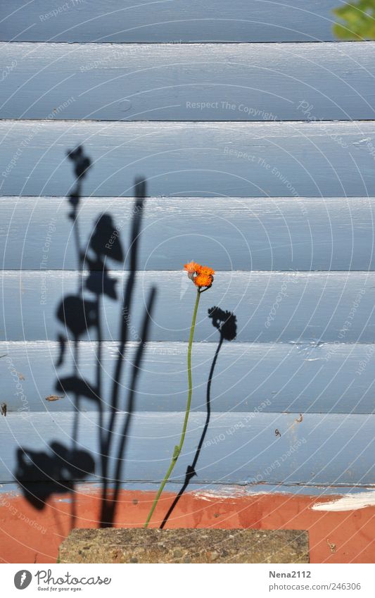 Somewhere in Hamburg ;-) Trip Freedom Garden Environment Nature Plant Summer Weather Beautiful weather Flower Leaf Blossom Agricultural crop Wild plant