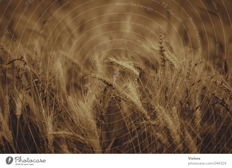 goldengrain Nature Plant Agricultural crop Field Gold Harvest Wheat Wheatfield Colour photo