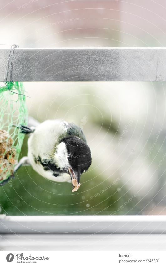 tit in distress Window Animal Wild animal Bird Animal face Claw Eyes Beak Tit mouse Birdseed 1 To feed Hang Crouch Sit Love of animals Feeding Colour photo