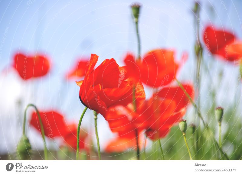 poppy V Plant Sky Flower Poppy Corn poppy Blossoming Illuminate Friendliness Bright Natural Beautiful Blue Red Joie de vivre (Vitality) Ease Addiction Dream