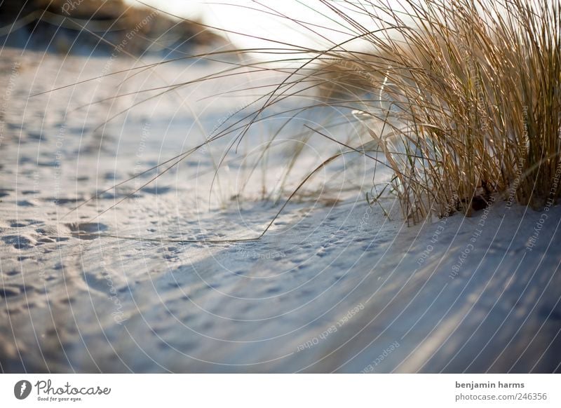 Dune|Baltrum Nature Landscape Plant Earth Sunlight Beautiful weather Grass Bushes Coast Beach North Sea Island Colour photo Exterior shot Deserted