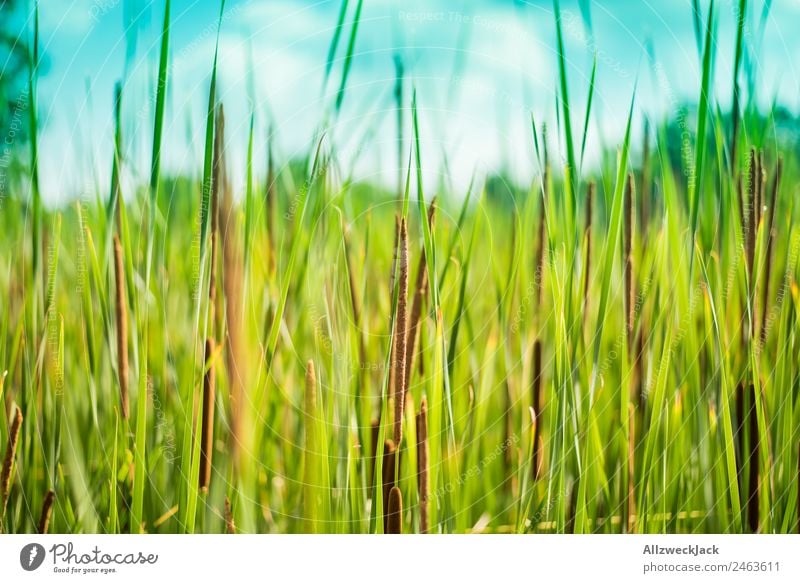 Close-up of reed on the lake shore Deserted Summer Blue sky Beautiful weather Lake Lakeside River bank Nature Green Plant Common Reed Animal Calm Still Life