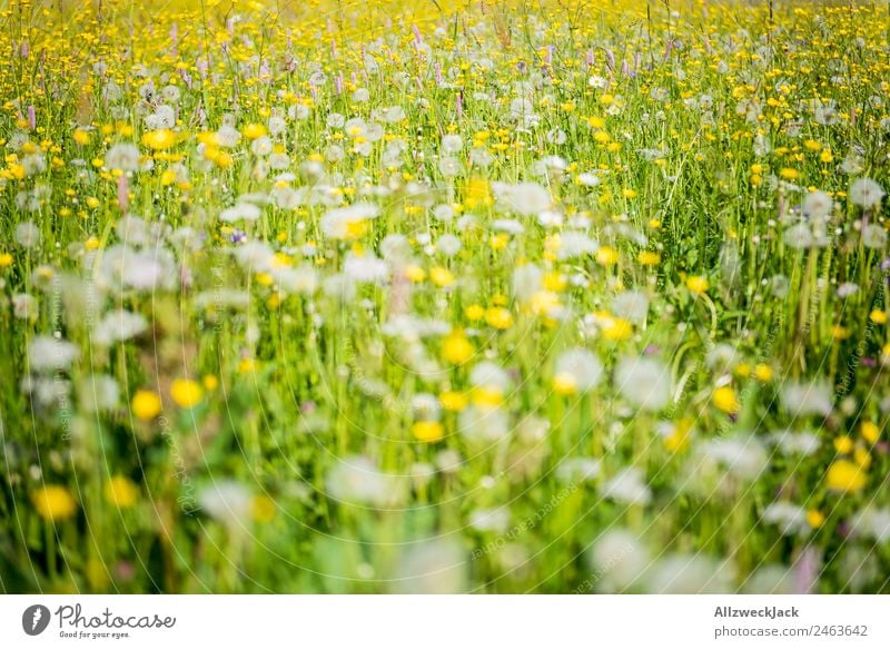 flowering alpine meadow in summer Summer Beautiful weather Nature flora flowers grasses Meadow Green puff flowers Juicy Alpine pasture Yellow Detail Deserted