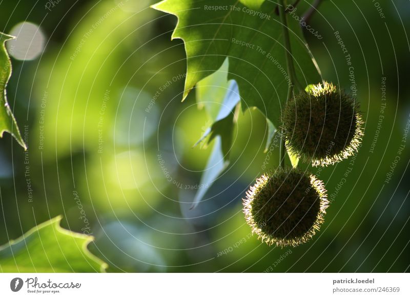 Two Hearts Beat As One Environment Nature Plant Leaf Foliage plant Chestnut tree Hang Natural Green Autumn of life Symbols and metaphors Twig 2 Legume