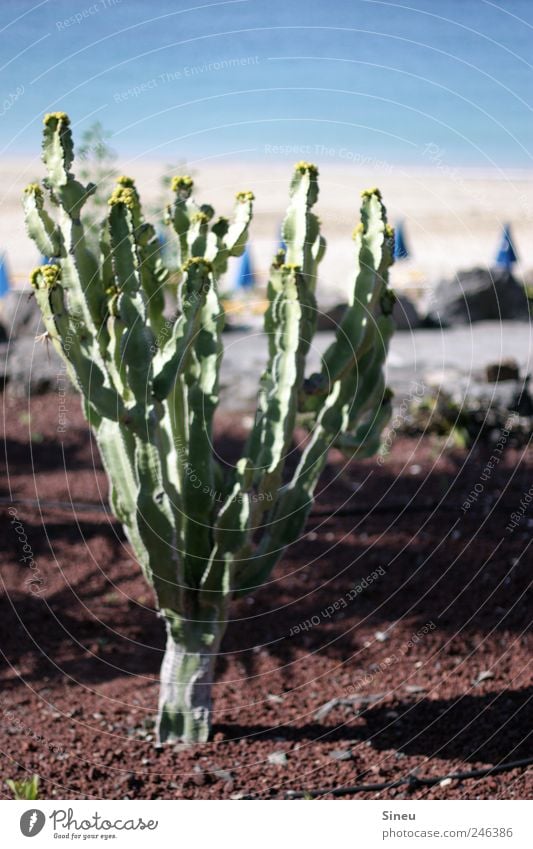 Canary Islands spurge Nature Landscape Plant Earth Summer Beautiful weather Cactus Euphorbia canariensis Ocean Lanzarote Wait Hot Thorny Dry Warm-heartedness